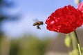 Little bee flying and collecting nectar with red beautiful poppy Royalty Free Stock Photo