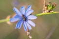 Halictus scabiosae over Cichorium intybus Royalty Free Stock Photo