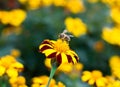 Little bee and marigold