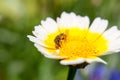 Little bee on a nice flower shallow dept of field