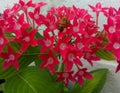 Little Bee Pentas Flowers Nectar