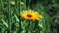 Little bee pollinating yellow flower 1080p