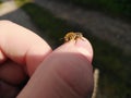 The little bee is positioned on his finger. Royalty Free Stock Photo