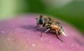Little bee on an apple. Royalty Free Stock Photo