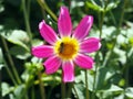 Little bee on a Single blooming pink and white Dahlia with green leafs background