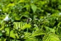 A small bee collects nectar on raspberry bushes Royalty Free Stock Photo