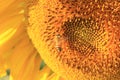 Sunflower and bee