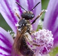 Little bee taking a pollen grain party on a pink flower Royalty Free Stock Photo