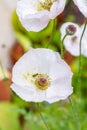 Little bee on a white Mother of Pearl poppy flower Royalty Free Stock Photo
