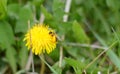 Little bee is working and collecting pollen Royalty Free Stock Photo