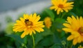Little bee on a yellow flower. Cute honey bee pollinates flowers in the garden.