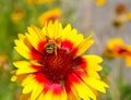 Little bee on yellow marigold flower Royalty Free Stock Photo