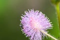 little beeon sensitive plant flower Royalty Free Stock Photo