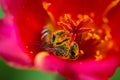 Little bees find nectar in pollen