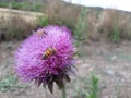 little bees on a flower