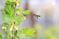 Little bees flying over flowering branches