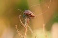 Striped beetle climbed on dry grass with web - closeup