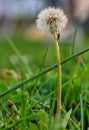 Little Beetle on Stem of Dandelion Seedhead Royalty Free Stock Photo