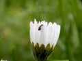 Little beetle on a white flower Royalty Free Stock Photo