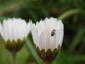 Little beetle on a white flower Royalty Free Stock Photo