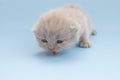 Little beige kitten learns to walk, blue background