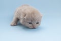 Little beige kitten learns to walk, blue background