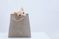 Little beige kitten sitting in brown paper bag. White background Royalty Free Stock Photo