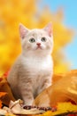 Little beige kitten sitting Royalty Free Stock Photo