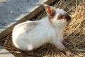 Little beige rabbit sitting in a straw in a farm.