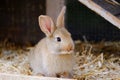 Little beige rabbit sitting in a farm