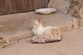 Little beige sleepy stray cat laying in the ground Royalty Free Stock Photo