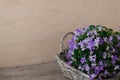 Little bellflower in gray wicker basket. Mysterious spring mood.