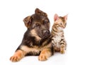 Little bengal cat and german shepherd puppy dog lying together. isolated Royalty Free Stock Photo