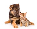 Little bengal cat and german shepherd puppy dog lying together. Isolated on white background Royalty Free Stock Photo