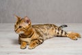 Little bengal cat sits on a table and looks away