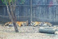 Little Bengal Tiger sleeping Royalty Free Stock Photo