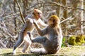 Little Berber monkeys fight together Royalty Free Stock Photo
