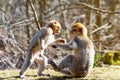 Little Berber monkeys fight together Royalty Free Stock Photo