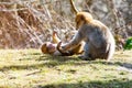 Little Berber monkeys fight together Royalty Free Stock Photo