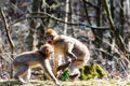 Little Berber monkeys fight together Royalty Free Stock Photo