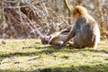 Little Berber monkeys are mutually exclusive