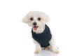 Little bichon dog feeling happy, wearing a winter cloth