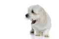 Little bichon dog screaming out loud, looking aside Royalty Free Stock Photo
