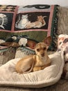 Little Big ear doggy dog Royalty Free Stock Photo