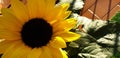 A little big girasole Royalty Free Stock Photo