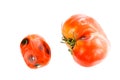 Little and Big Rotten, Spoiled Tomatoes with Mold Spots on Skin, Sepals or Calyx, and Uneven Ripening Isolated on White Background