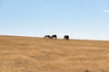 Little Bighorn Montana