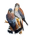 The little bird American Kestrel Royalty Free Stock Photo