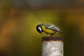 A little bird animal baby background Royalty Free Stock Photo