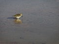 little bird in Atacama desert salt lake